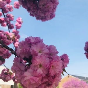 Meet your Posher, Parbati